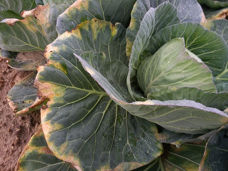 Pictured is cabbage with black rot symptoms in a research trial on the UGA Tifton Campus.