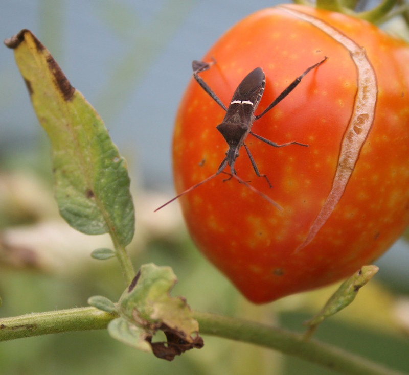 When it comes to insect pest problems in a vegetable garden, leaf-footed bugs are among the most difficult to control. The immature stage of the bug is bright orange. This adult leaf-footed bug sits atop a tomato that has cracked, likely from too much moisture.