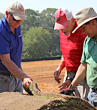 Georgia sod producers are scrambling to provide more zoysia this season. The popularity of the grass coupled with the wet growing season has their supplies running low. UGA turfgrass researchers Paul Raymer (left) and Alfredo Martinez (right) are shown inspecting a roll of sod with retired UGA Extension turfgrass specialist Gil Landry.