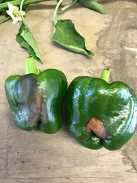 Bell peppers with blossom end rot symptoms caused by an excess of sunlight. Blossom end rot is a calcium-related disorder that causes cells to die in young, rapidly expanding fruit tissue. As the fruit expands and grows, the condition makes it appear as if a large portion of the blossom end is brown or black, making the fruit unmarketable.