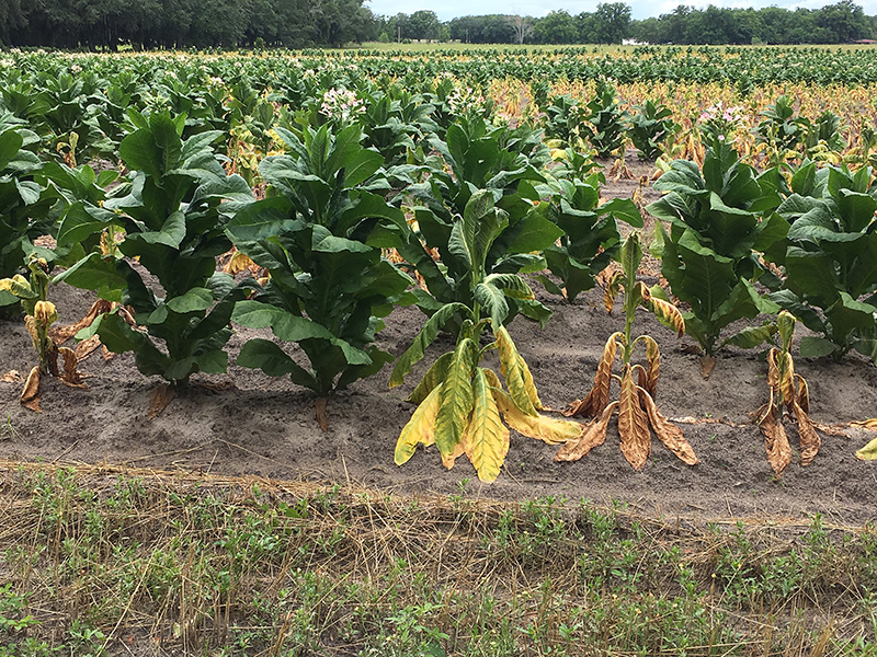 Black shank disease turns tobacco leaves yellow and causes the plant to wilt and eventually die.