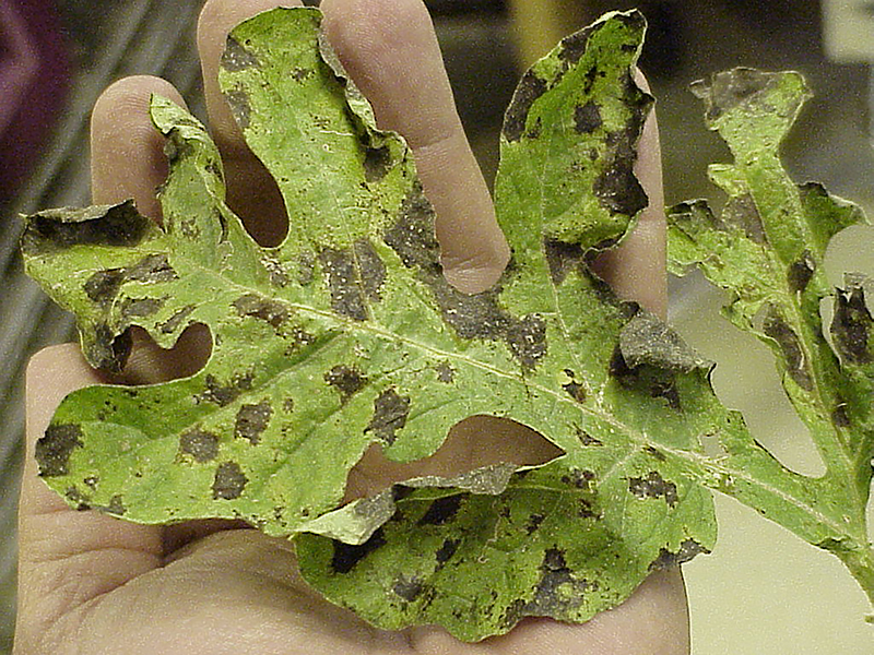 Pictured is what downy mildew disease looks like on a watermelon leaf. Downy mildew disease has been found in three southern Georgia counties so far this spring.