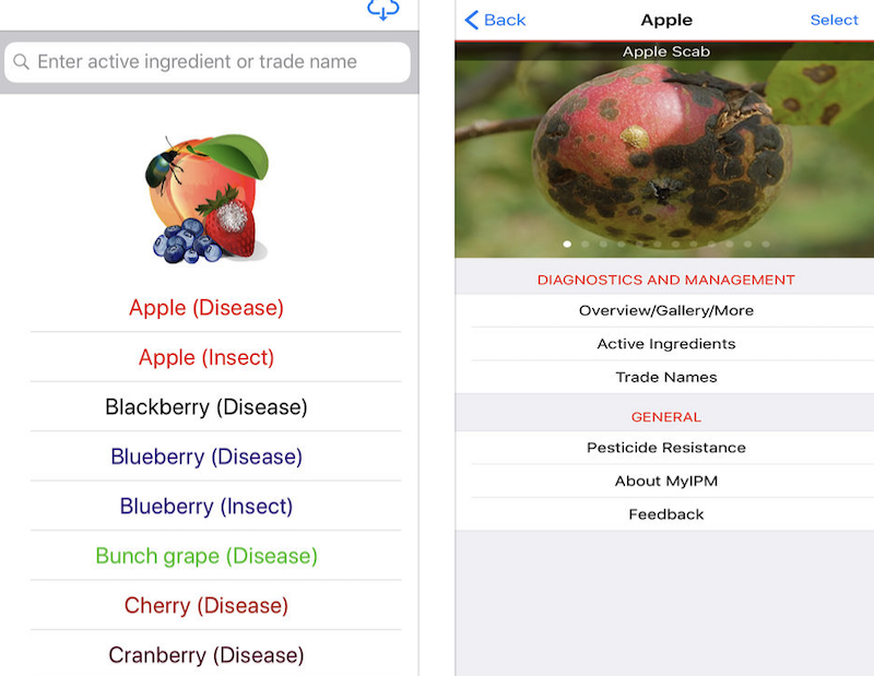 The MyIPM app is a free, mobile tool designed to promote integrated pest management for commercial fruit crop production. The app focuses on fruit crops grown in the Eastern U.S., including apple, blackberry, blueberry, bunch grape, cherry, cranberry, peach, pear and strawberry.