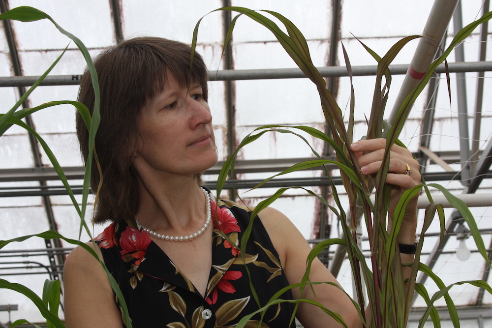 Katrien M. Devos, a professor of crop and soil sciences and plant biology at the University of Georgia, has been named a Fellow of the Crop Science Society of America (CSSA) in honor of her career studying evolutionary biology and working to breed more resilient crop varieties.