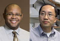 UGA scientists Franklin West and Qun Zhao have draw comparisons between sensory and cognitive relevance found in swine and those previously established in humans. Collaborators in the UGA Regenerative Bioscience Center, West and Zhao have discovered that pig brains are even better platforms than previously thought for the study of human neurological conditions such as Alzheimer’s and Parkinson’s.