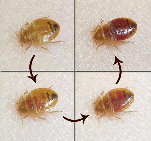 A bed bug fills with blood as it feeds on a human arm.