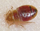 A series of photos shows a bed bug filling with blood while feeding on a human arm.  Some 95 percent of the population has no reaction to being the insect's main menu item.