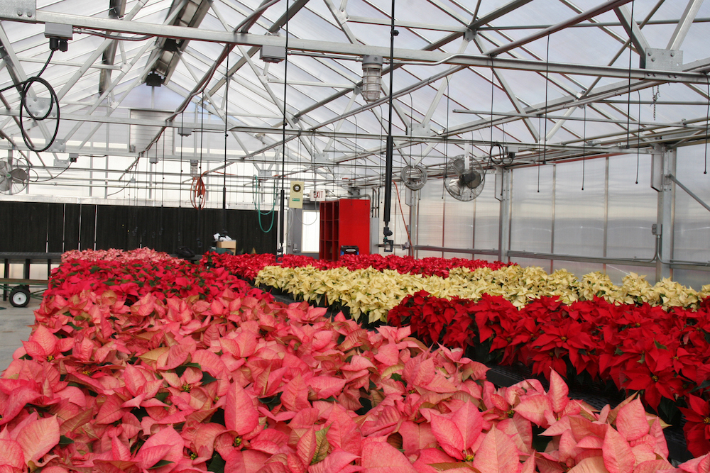 UGA agricultural economist Ben Campbell uses a poinsettia production system to illustrate the cost of shrinkage for greenhouse growers.