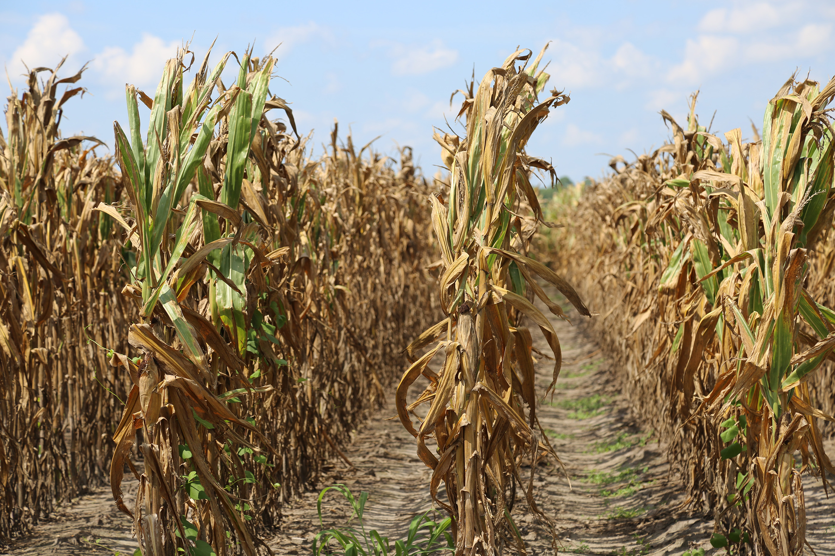 Corn Irrigation UGA Cooperative Extension