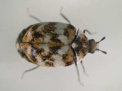 Carpet beetles can be black or have varied colors on their backs. Beetles come indoors during the winter and can eat holes in wool sweaters, socks and coats.