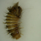 Carpet Beetle larvae are very hairy with tan and white stripes. They are more likely to eat wool than the fully developed beetles.
