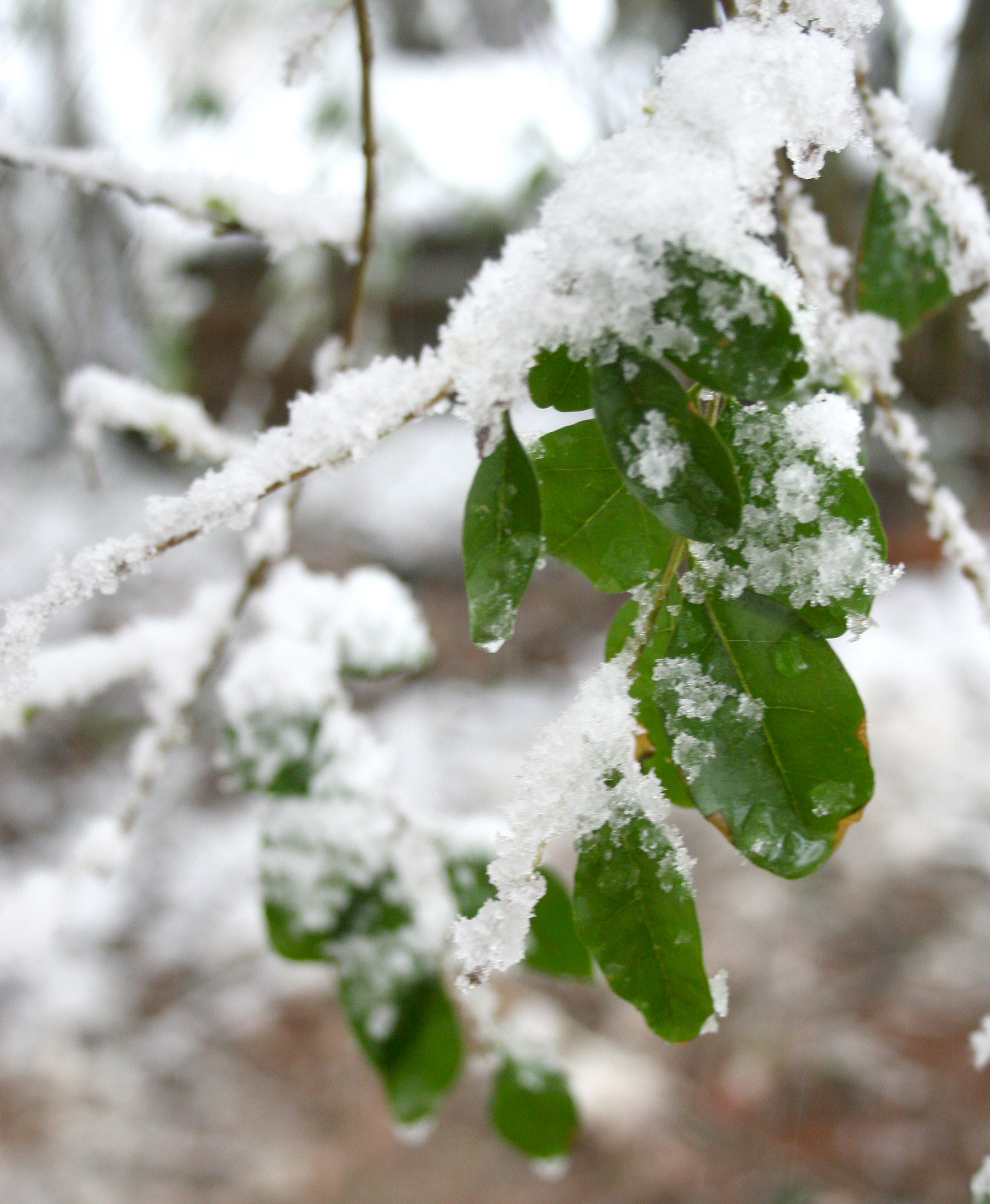 how to keep container plants from freezing in winter