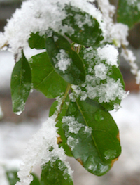 Snow on trees and shrubs may be a beautiful sight, but it can cause a lot of ugly damage. Pruning is the best way to correct and remove any broken branches or limbs that were bent from snow and ice.