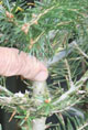 Christmas tree grower Earl Worthington points to the grafting point where he joined a Fraser fir shoot to Momi fir rootstock.