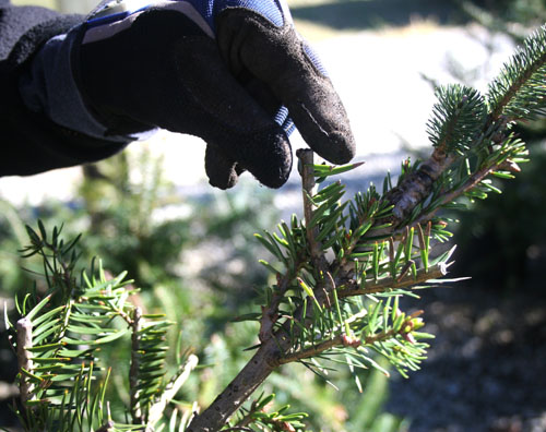 University of Georgia research coordinator Lamont Sudduth points out the grafting spot on a Fraser fir shoot grafted to a Momi fir.