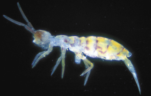 Springtails are wingless insects that range in color from yellow to almost purple to green or gray.