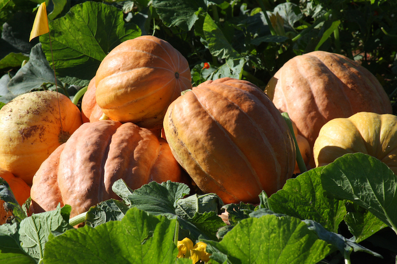 ‘Orange Bulldog’ is an improved pumpkin variety developed by UGA scientists from germplasm collected in the jungles of South America. It has greater levels of resistance to viruses than conventional pumpkins. ‘Orange Bulldog’ made its debut in 2004 and has consistently produced yields of 13,000 to 20,000 pounds per acre in north and south Georgia.