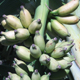 Bananas grow in bunches on a tree on the UGA Tifton Campus.