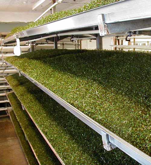 Alfalfa sprouts grow in trays at Jonathan Sprouts Inc. in New England.