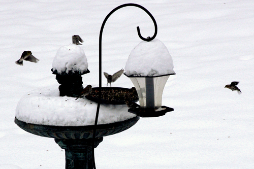 Birds look for food on a snowy winter day.
