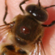 A varroa mite feeds on a honeybee. The mites spread viruses and activate those already present in bees, causing bees to get sick and entire colonies to die. Researchers believe varroa mites might be contributing to CCD.