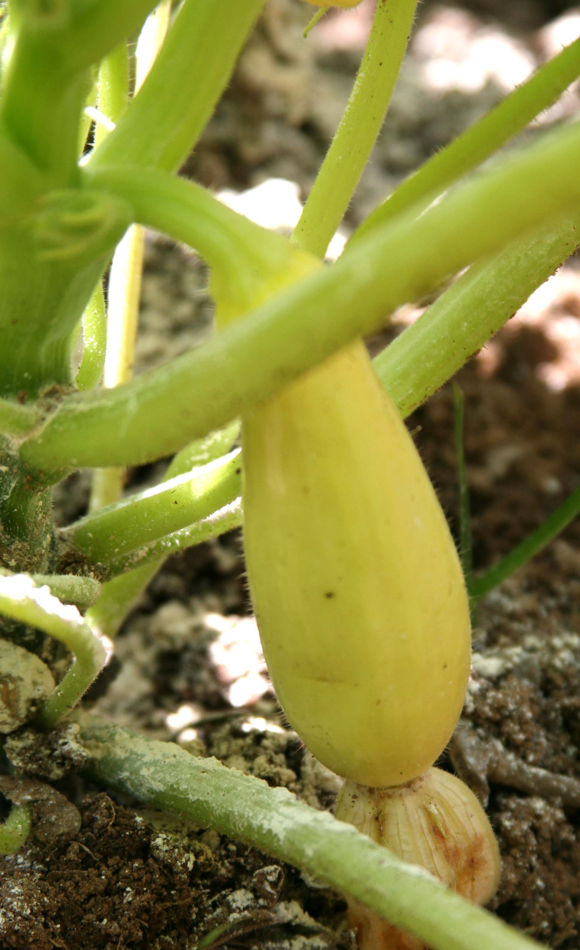 yellow squash diseases