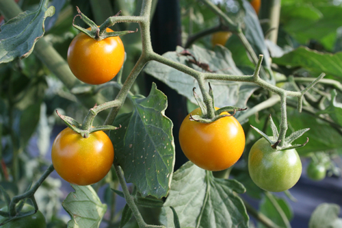Tomatoes are the stars of many home gardens.
