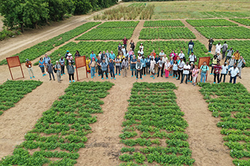 African peanut breeders stand in a field in Senegal in 2018, where seeds are replicated for a project to map the genetic diversity of lines grown on the continent. Working with the Feed the Future Peanut Innovation Lab headquartered at the University of Georgia, scientists genotyped hundreds of lines of peanuts grown across Africa.