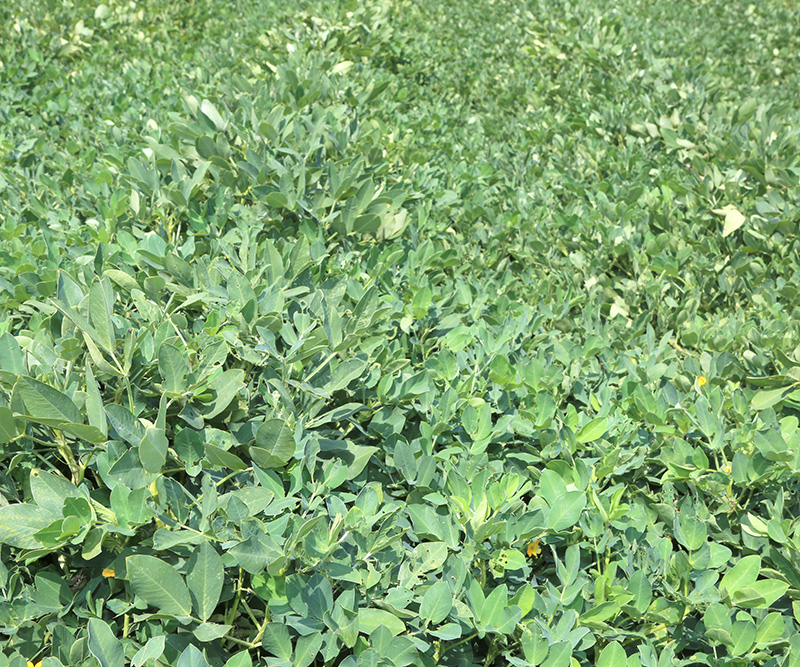 UGA Extension peanut agronomist Scott Monfort estimates that Georgia’s peanut crop hasn’t been this dry this late in the growing season since 2014. Since approximately half of the state’s crop is planted in dryland fields, yields this year are expected to drop.