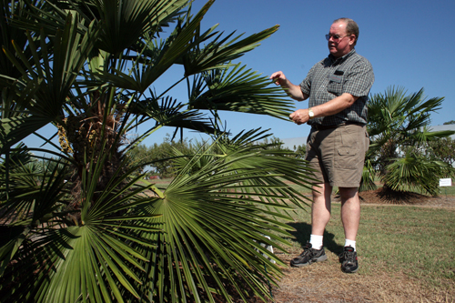Gary Wade describes one of the palm trees growing in his test plot near Watkinsville, Ga.