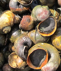 A large snail species that is native to South America, island apple snails mature in 60 to 80 days and can live in water and on land for more than three years. A single adult snail can produce up to 2,000 eggs every two weeks.