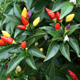 Ornamental peppers grow in many colors - from white to purple - in the UGA Horticulture Trial Gardens in Athens, Ga.