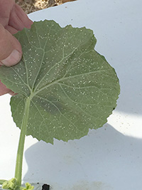 Whiteflies transmit several devastating viruses to important vegetable crops, including squash.