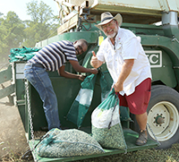 UGA scientists Glen Harris and Henry Sintim bag harvested peanuts on Oct. 1 at the plant sciences farm on the UGA Tifton campus.