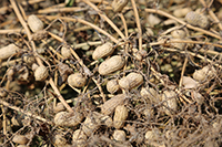 According to the Georgia Peanut Commission, 1.79 million tons of peanuts were harvested from 825,000 acres in Georgia in 2017, accounting for more than 50% of peanut production in the U.S.