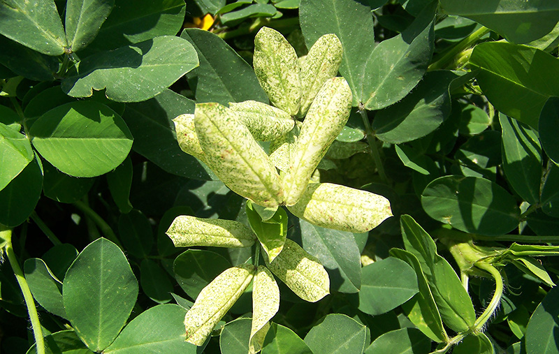 This picture shows tomato spotted wilt virus damage in peanuts in 2011.