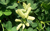 Ringspots on peanut leaves are indicators of tomato spotted wilt virus.