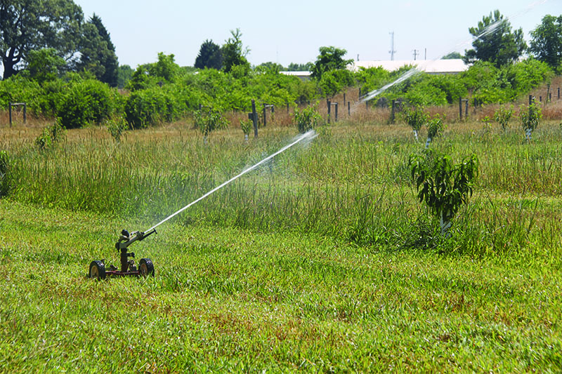 Irrigation is at work in a peach orchard in this 2016 photo on the UGA Griffin campus.