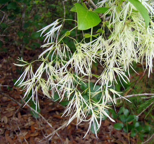 The fringetree has been a garden favorite and heritage plant in Georgia for many years.