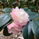 Camellias add both green shrubby and color to landscapes with their leaves and blooms.
