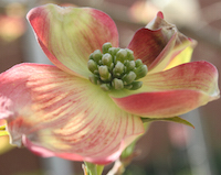 This spring's wet weather has left many dogwoods and other ornamental trees and shrubs suffering from powdery mildew.