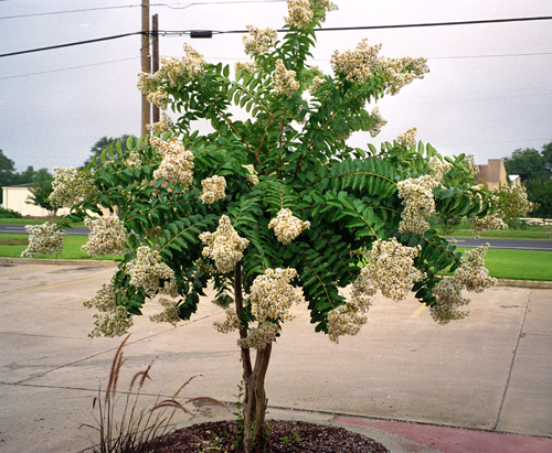 Consider size when adding crape myrtles to your landscape.