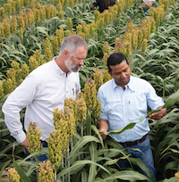 Michael Toews, entomology professor and co-director of UGA's Center for Invasive Species and Ecosystem Health, and his graduate student team of Apurba Barman (foreground), Lauren Perez (background, left) and Sarah Hobby inspect sorghum plants near Tifton for signs of invasive sugarcane aphids.