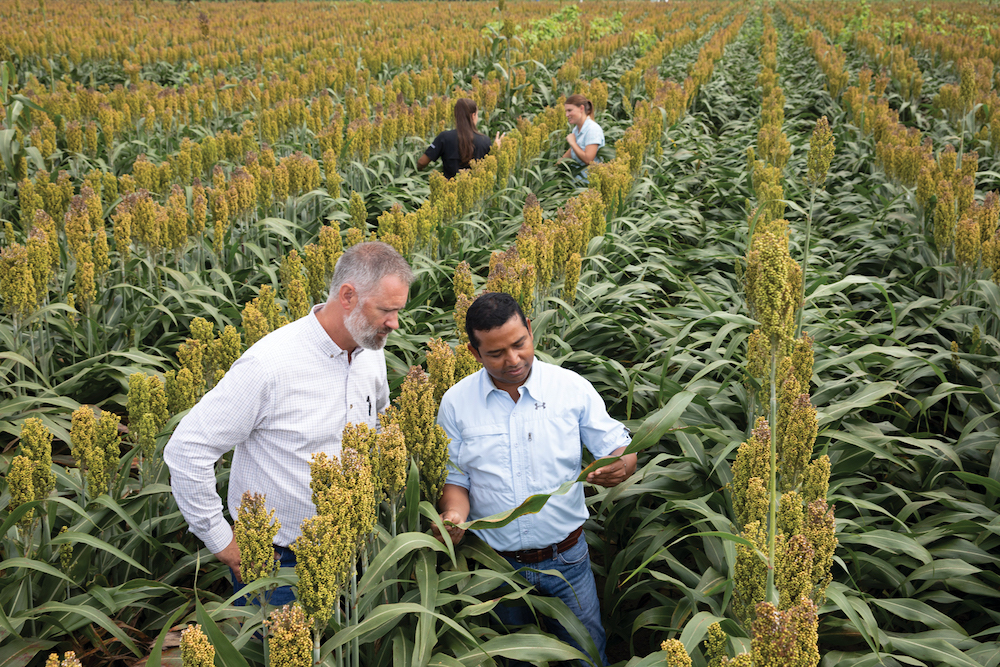 Michael Toews, entomology professor and co-director of UGA's Center for Invasive Species and Ecosystem Health, and his graduate student team of Apurba Barman (foreground), Lauren Perez (background, left) and Sarah Hobby inspect sorghum plants near Tifton for signs of invasive sugarcane aphids.