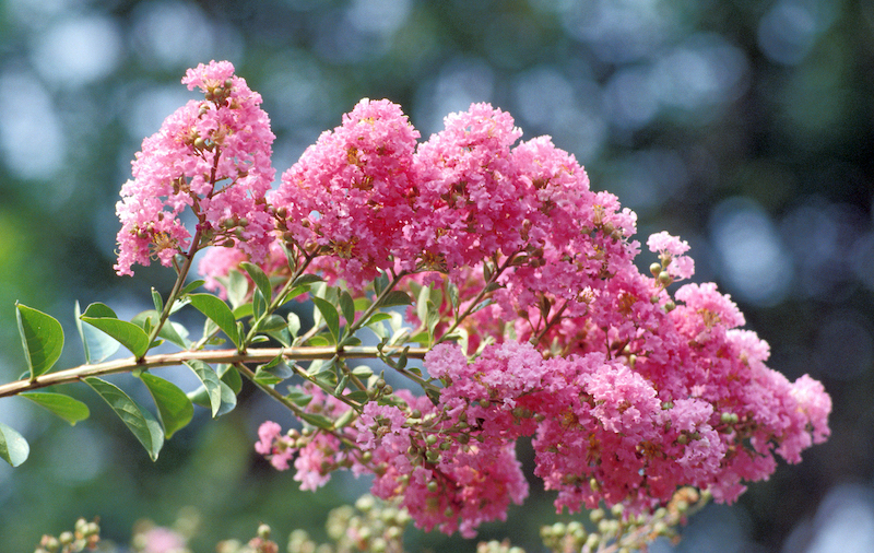 Pink crape myrtle with green leaves against a blurred background
