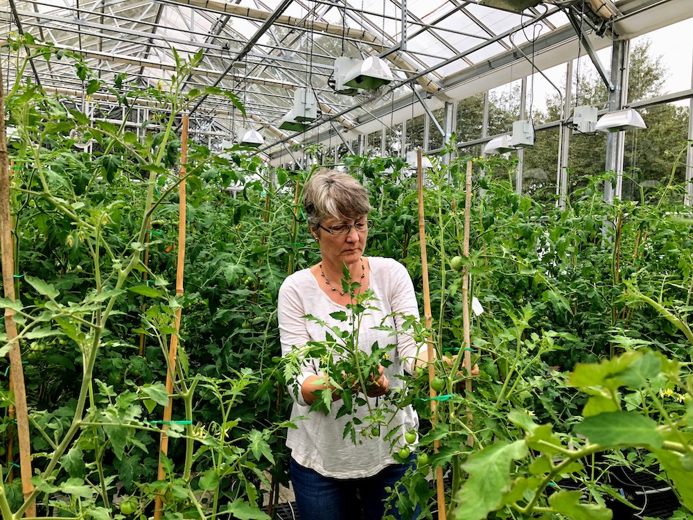 Professor Esther van der Knaap, who works at the UGA College of Agricultural and Environmental Sciences Department of Horticulture and Institute of Plant Breeding, Genetics and Genomics, is part of the team that is unlocking the history of ancient tomatoes to breed a more sustainable future for modern crops.