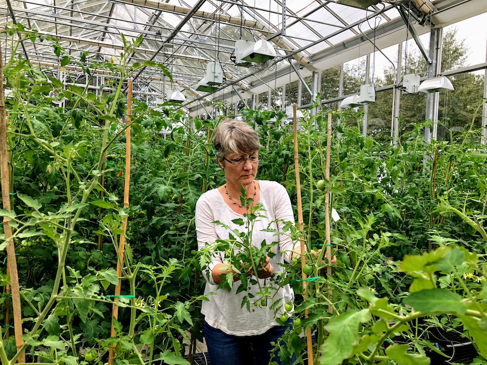 UGA horticulture researcher Esther van de Knaap is part of a research group that sequenced and compared the genomes of 100 different varieties of tomato to detect and study how gene variants affect crop traits.