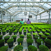 College of Agricultural and Environmental Sciences researchers examine plants in the turf greenhouse at the UGA Tifton campus.