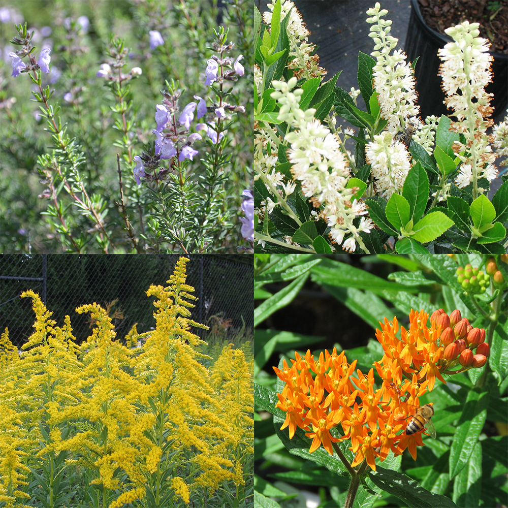 Native plants are the best habitat and food source for pollinators but they can be hard to find at garden centers or hardware stores.