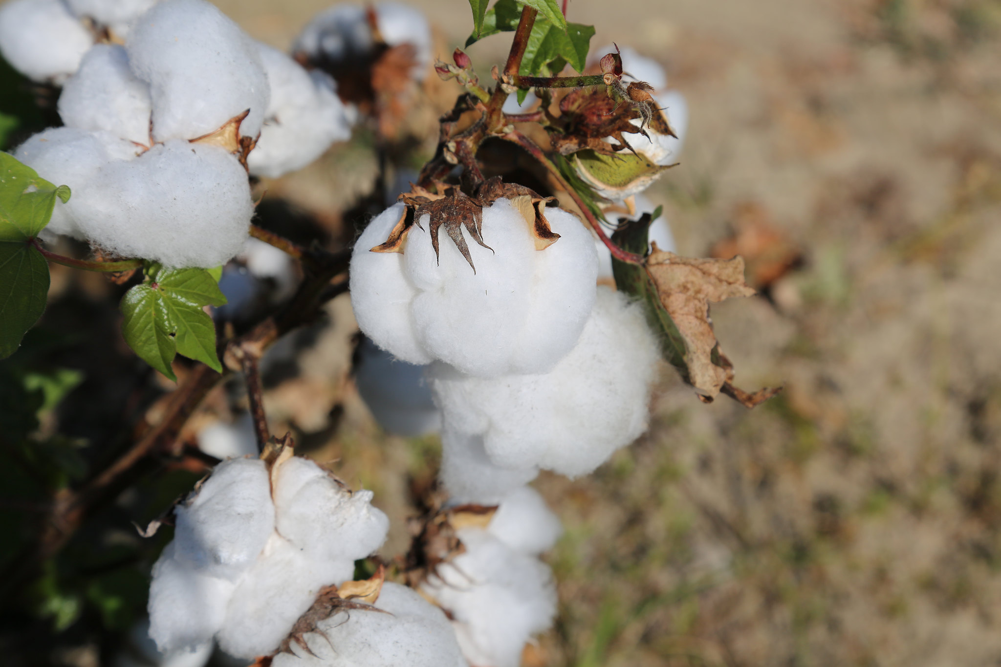 The U.S. planted acreage for cotton was forecast at 12.2 million acres, down 11% (1.5 million acres) from last year.